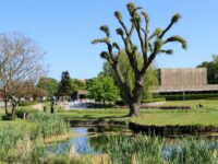 Bibliotekshavens fantastiske biodiversitetsprojekter