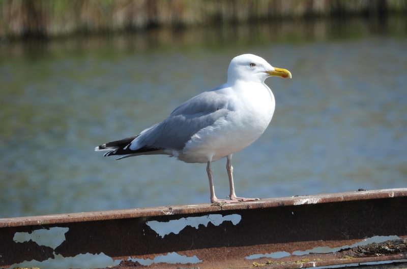 Optælling af ynglefugle på strandenge, øer og holme