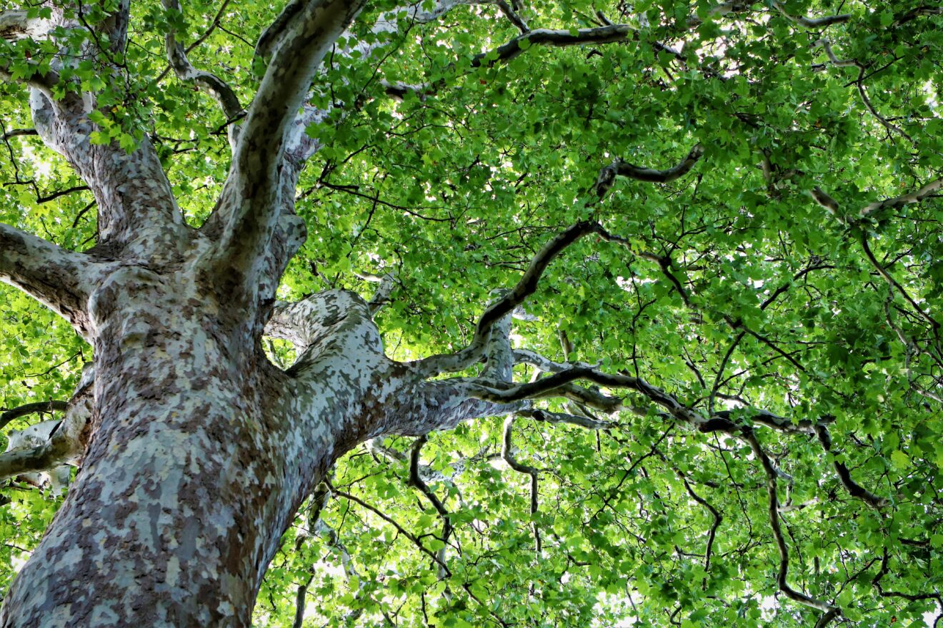 Livestreamet foredrag fra Aarhus Universitet: Jordens forhistoriske klimakatastrofer